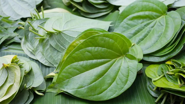 Betel Leaf: ఈ ఆకు అమృతం లాంటిది.. దీన్ని తింటే శరీరానికి ఎన్నో లాభాలు