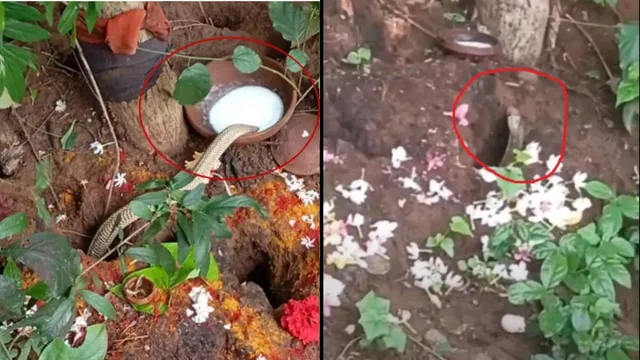 Nagula Chavithi : నాగుల చవితి రోజున అద్భుత దృశ్యం...కళ్లారా చూశారంటే పుణ్యమే పుణ్యం