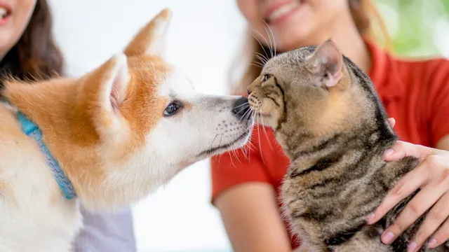 Pets Tips: పిల్లి ఈగల సమస్యా..? మరేం ఫర్వాలేదు వైద్యులు చెప్పిన చిట్కా ఉందిగా..!!