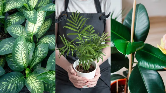 Plant: ఈ మొక్క మీ ఇంట్లో ఉంటే ఎయిర్ ప్యూరిఫైయర్ అవసరమే లేదు..!