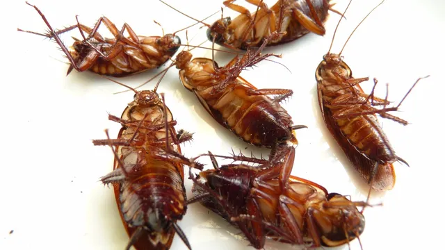 Cockroaches: దాక్కున బొద్దింకలను బయటకు లాగి మరి మాయం చేసే 3 చిట్కాలు
