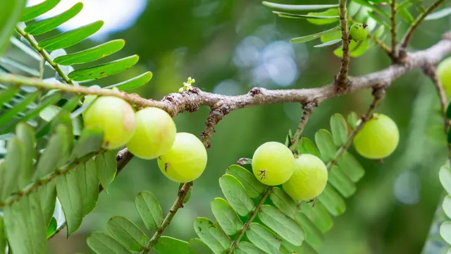 Amla Health Tips: శీతాకాలంలో ఉసిరిని తప్పక తినాలి.. ఎందుకో తెలుసా?