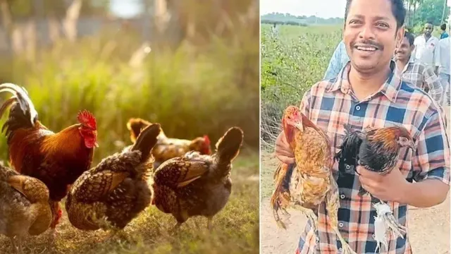Hanumakonda Hens: 2 వేల నాటుకోళ్లు వదిలేసిన అగంతకులు..ఎందుకో తెలిస్తే షాక్..