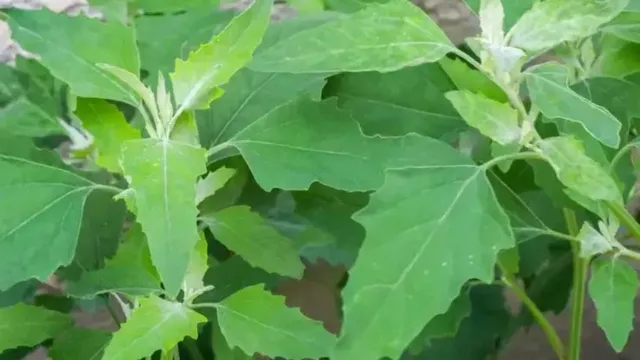 Bathua Leafy: బతువా ఆకులు.. తెలుసుకోండి అవి చేసే మేలు