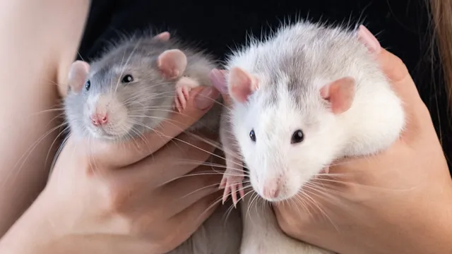 Rats: ఆర్థిక సంక్షోభానికి, అదృష్టానికి ఎలుకలే సంకేతాలా..? జ్యోతిష్య శాస్త్రం చెప్పే విశేషాలు తెలుసుకోండి!!