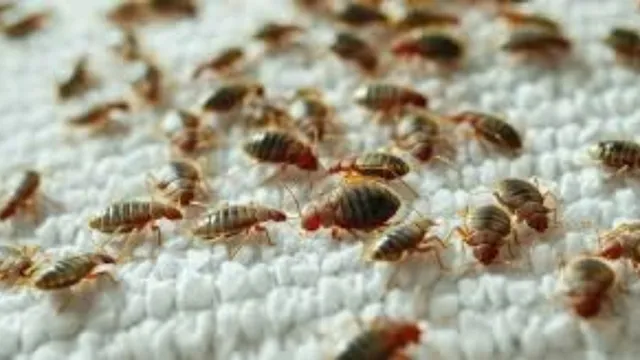 Bed Bugs : క్రైం కేసుల ఛేదనలో డిటెక్టివ్‌లుగా నల్లులు..!