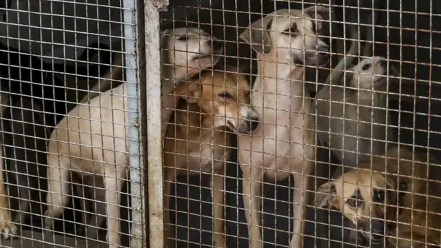 Delhi Stray Dogs: వీధి కుక్కల లెక్కింపు బాధ్యత టీచర్లకు.. దుమారం రేపుతున్న ప్రభుత్వ ఆదేశం