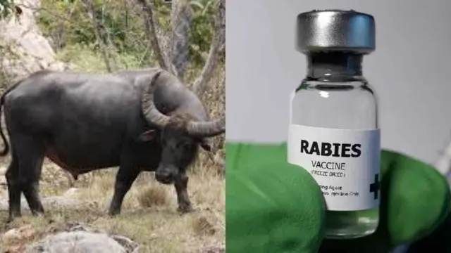 Rabies : రేబిస్‌తో గేదె మృతి.. భయంతో 200 మంది గ్రామస్తులకు వ్యాక్సిన్లు