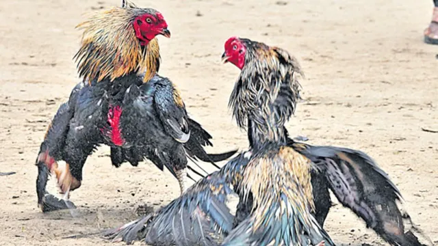 Sankranti : సంక్రాంతి బరిలోకి దిగేందుకు సై అంటోన్న పందెం కోళ్లు