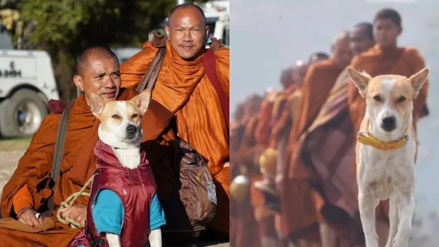 2వేల కిలోమీటర్లు పాదయాత్ర చేసిన వీధి కుక్క.. శాంతి యాత్రలో అలోక స్పెషాలిటీ!