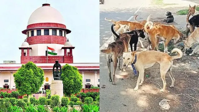 Supreme Court: ప్రతి కుక్క కాటుకు భారీ జరిమానా.. సుప్రీంకోర్టు సంచలన తీర్పు