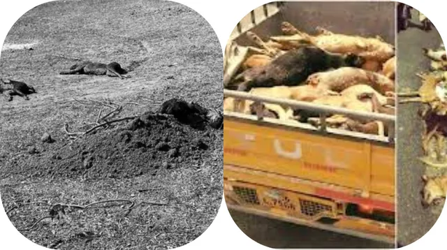 Poisoning of dogs : కుక్కలపై విషప్రయోగం...ఏకంగా 600 కుక్కలు మృతి...ఐదుగురు సర్పంచ్‌లపై కేసులు