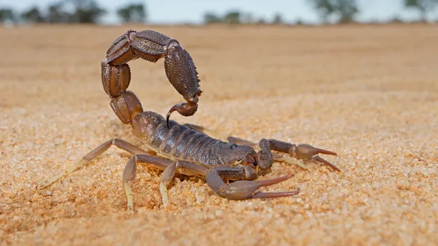 Scorpion: ఊపిరి తీసుకోకుండా ఆరు రోజులు.. తినకుండా సంవత్సరం ఉండే జీవి