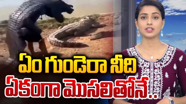 ఏం గుండెరా నీది.. ఏకంగా మొసలితోనే..