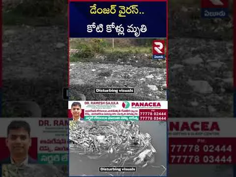 కోళ్లకు కొత్తరోగం..! | Hens Died In Poultry Farms | H15N Virus | RTV