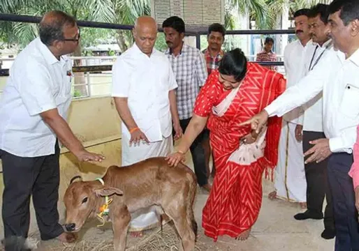 దేశంలోనే తొలిసారిగా సరోగసి ద్వారా ఆవు దూడ జననం..!