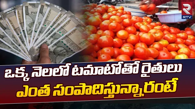 టమాట సాగుతో కోట్లు సంపాదిస్తున్న రైతులు..