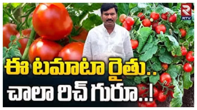 Tomato Farmer: నెల రోజుల్లో రూ.కోటి పైనే సంపాదించిన టమాటా రైతు