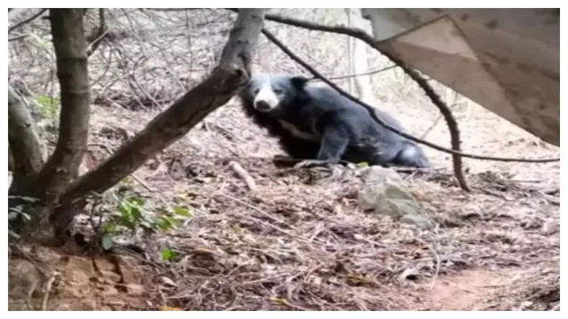 Bear spotted at Srivari Mettu: తిరుమలలో ఎలుగు బంటి కలకలం.. భయాందోళనలో భక్తులు
