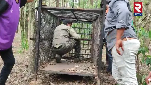 చిన్నారి మృతిపై స్పందించిన టీటీడీ..  చిరుతను బంధించేందుకు ఏర్పాట్లు