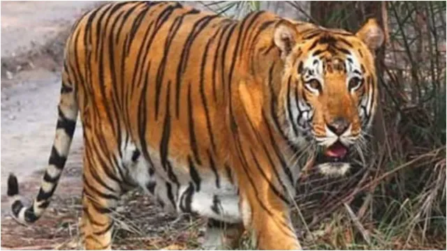 Tiger roaming in Sangareddy:సంగారెడ్డిలో పులి సంచారం.. ఆవు మెడను కొరికి చంపిన పులి!