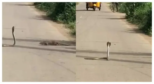Viral Video: నడిరోడ్డుపై పాము, ముంగీస హల్చల్.. చూస్తూండిపోయిన జనం