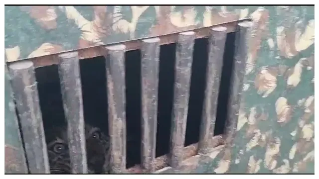 Nizamabad district: చిక్కిన చిరుత.. ఈ సారి ఎక్కడంటే.!