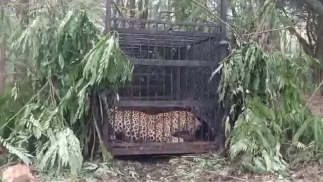 Big Breaking: తిరుమల నడకమార్గంలో బోన్‌లో చిక్కిన మరో చిరుత.. లక్షితపై అటాక్ చేసిన ప్లేస్‌లోనే