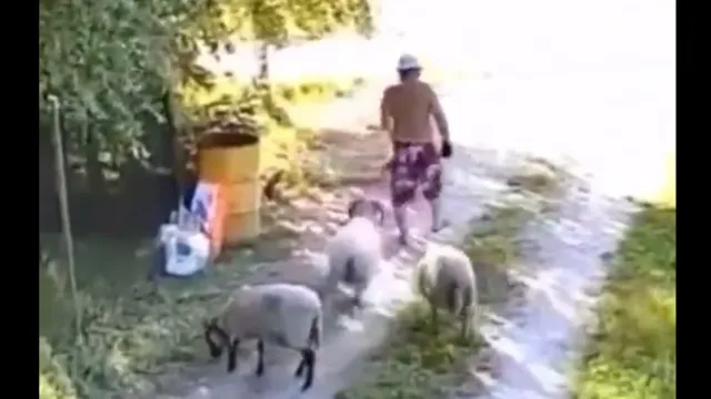 Viral Video: ఇంత తింగరి గొర్రె ఏంట్రా బాబూ.. నమ్మించి కుమ్మేసింది.. వీడియో చూస్తే నవ్వాగదు..