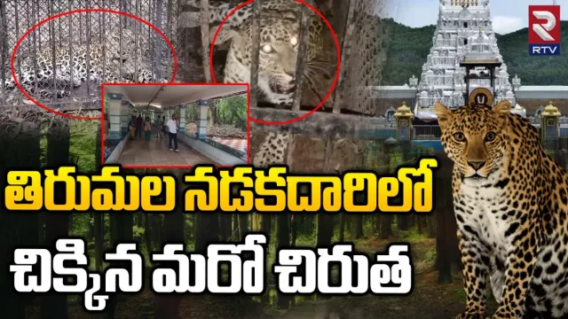 Breaking: తిరుమలలో బోనులో చిక్కిన ఐదో చిరుత.. కొనసాగుతున్న ఆపరేషన్