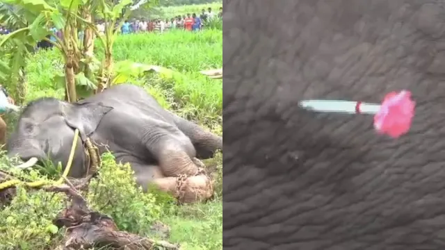 Elephants in Chittoor: గజరాజు చిక్కాడు.. మత్తుమందు ఇచ్చిన అటవీ శాఖ..!