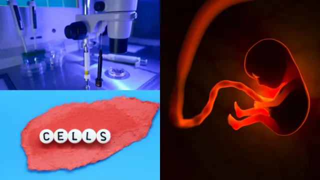 Human Embryo: సంచలనం..! అండం, వీర్యకణాలు లేకుండా మానవ పిండాన్ని సృష్టించిన శాస్త్రవేత్తలు!