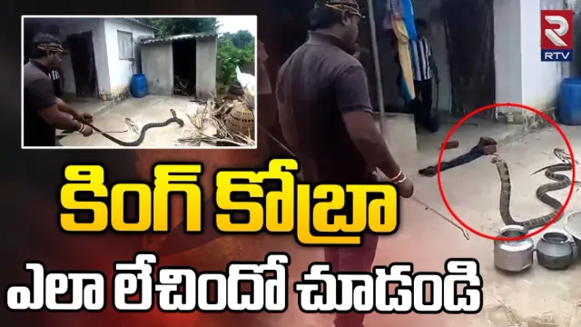King cobra: బాబోయ్‌ ఇంట్లోకి కింగ్ కోబ్రా.. తర్వాత ఏం జరిగిందంటే?