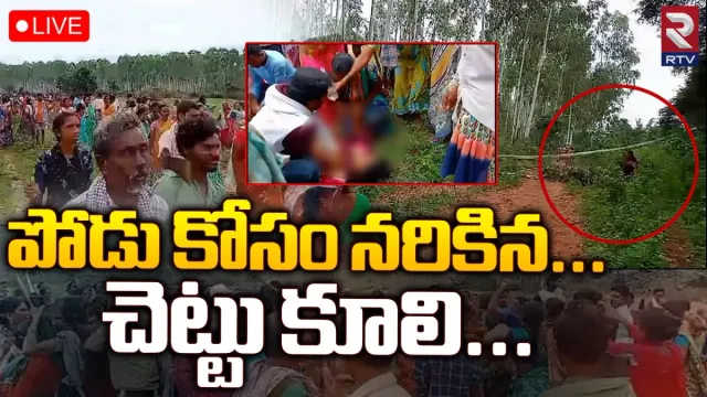 BREAKING: పోడు కోసం నరికిన చెట్టు కూలి మహిళ మృతి.. భద్రాద్రి కొత్తగూడెం జిల్లాలో విషాదం!