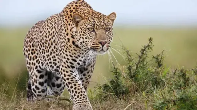 Tirumala: అలిపిరి నడకదారిలోని మరోసారి చిరుత కలకలం..ట్రాప్ కెమెరాలలో రికార్డ్‌యిన దృశ్యాలు!