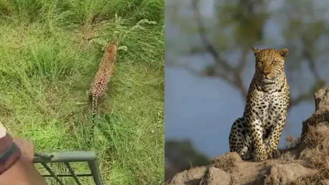Tirumala Chirutha: బంధించిన చిరుతను అడవిలో వదలిన అటవీశాఖ.. వైరల్‌ వీడియో!