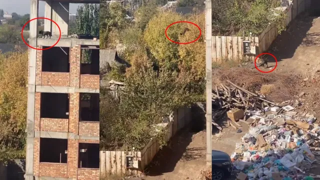 Watch Video: ఈ కుక్కకు మంత్ర శక్తులున్నాయా ఏంటీ.. వామ్మో ఇలా చేసిందేంటి!