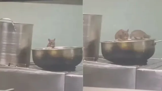 Rats: అయ్యో బాబోయ్.. రైలు కిచెన్‌లోకి దూరిన ఎలుకలు.. స్పందించిన ఐఆర్‌సీటీసీ