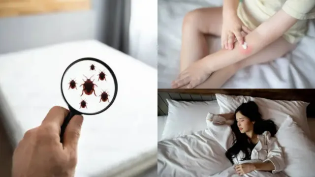 Bed Bug: నిద్రపోగానే వచ్చి రక్తాన్ని తాగుతున్నాయి.. నల్లుల దెబ్బకు పారిపోతున్న ప్రజలు!