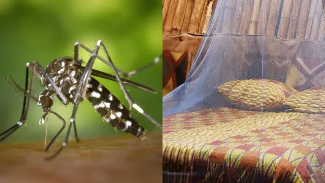 Dengue: ఇలా చేస్తే దెబ్బకు డెంగీ పరార్‌.. ఈ చిట్కాలతో దోమలకు దబిడి దిబిడే..!