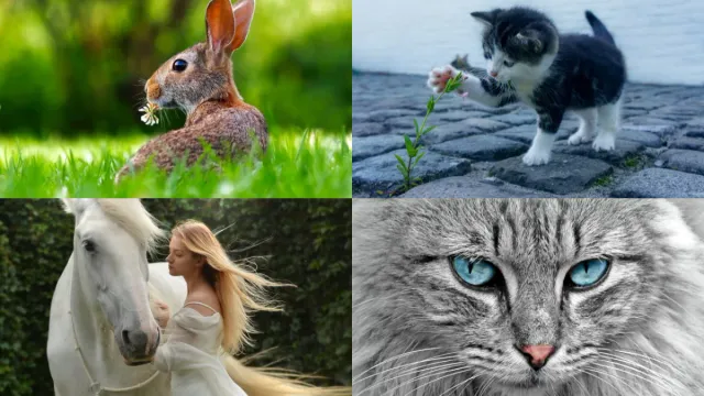 World Animal Day 2023: అంతర్జాతీయ జంతు దినోత్సవం.. భూమి మనుషులది మాత్రమే కాదు బాసూ..!