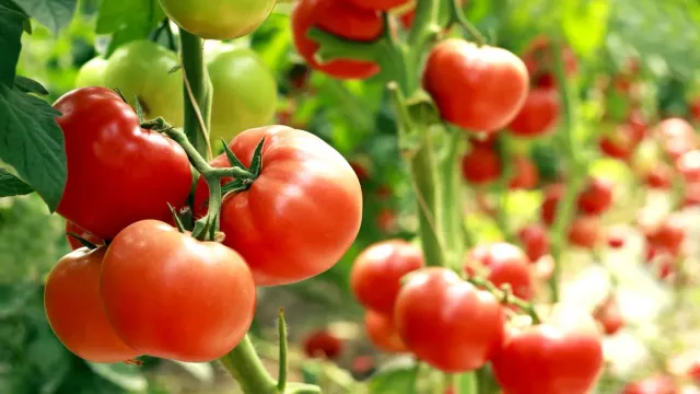 Winter Health Care Tips: చలికాలంలో ప్రతిరోజూ ఒక పచ్చి టమాటా తినండి.. ఎందుకంటే..