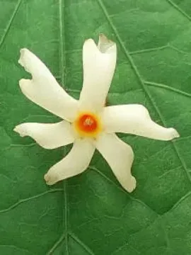 మీ జుట్టు ఆకుల్లా రాలుతోందా? ఈ నూనె రాయండి.