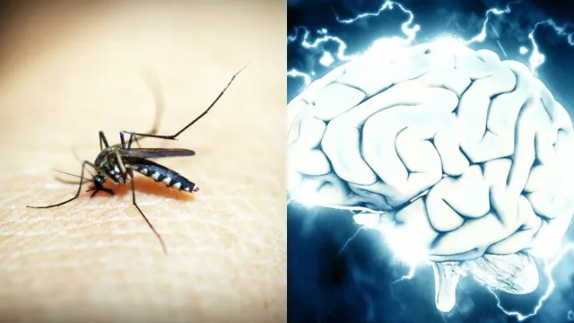 Dengue Encephalitis: భయపెడుతున్న డెంగీ మెదడువాపు.. జాగ్రత్తగా లేకపోతే అంతే సంగతి..!