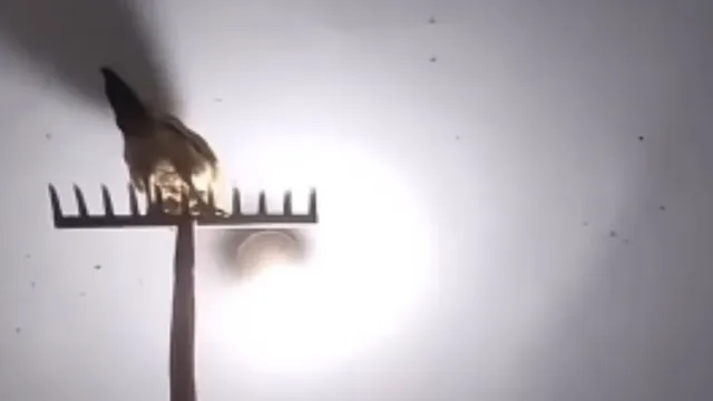 Viral Video: కోడికి ఇలా కూడా తినిపిస్తారా 🙄😳? అసలు ఇలాంటి ఐడియాలు ఎలా వస్తాయ్ భయ్యా!