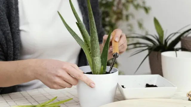 Aloe Vera: కలబంద అందం, ఆరోగ్యాన్నే కాదు.. ఇంట్లో ధనాన్ని కూడా పెంచుతుంది.. అదెలాగంటే..!