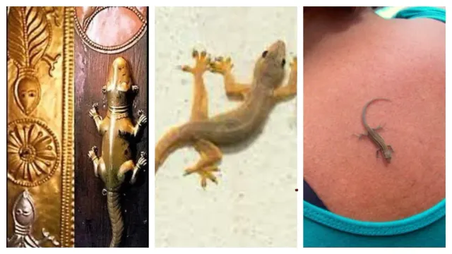 Lizard Facts : బల్లి మీద పడితే ఇలా చేయండి ? అంతా శుభమే !!