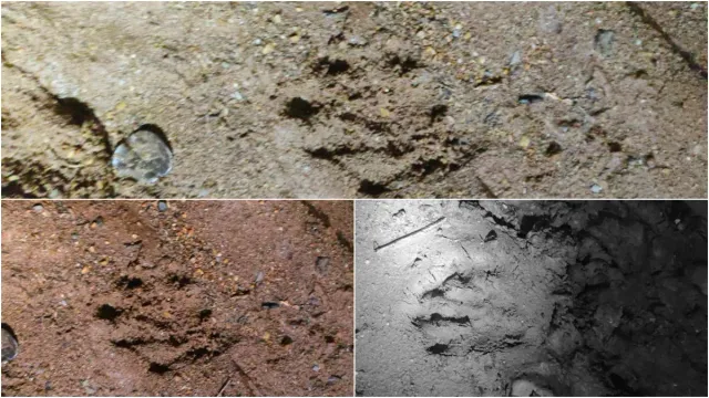 Annamaiah District: జనావాసాల్లో చిరుత?.. భయం గుప్పిట్లో ఆ గ్రామం