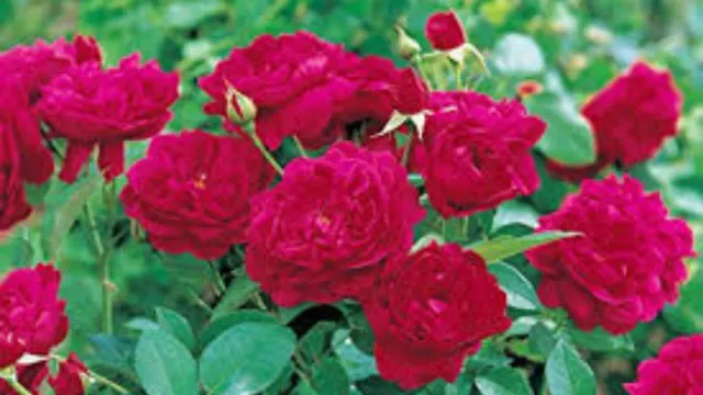 Rose Flowers: ఇలా చేస్తే గులాబీ మొక్కలోని ప్రతీ కొమ్మకు పూలు పూస్తాయి..!!