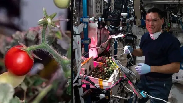Space Station: అంతరిక్ష కేంద్రంలో టమాటా మాయం.. 8 నెలల తరువాత ప్రత్యక్షం..!